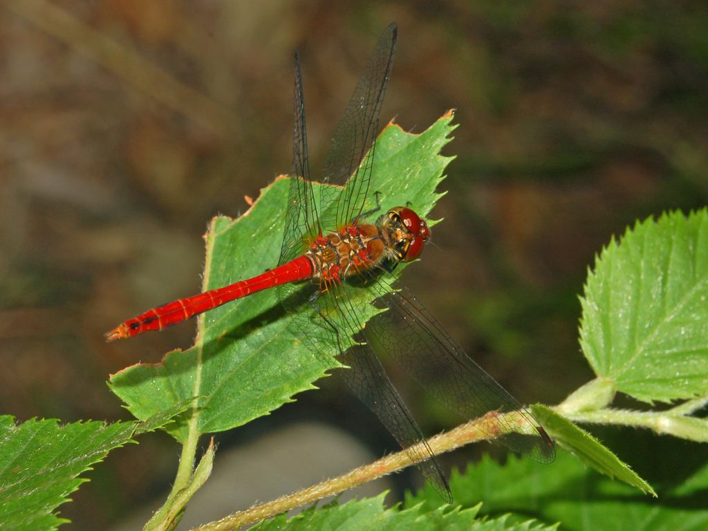 Una libellula rossa ...